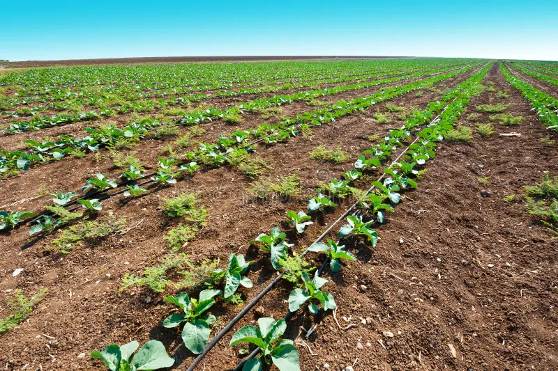 Agriculture and Animal Production